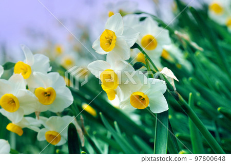 Daffodil (Natural texture photography) 97800648