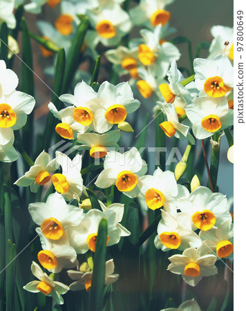 Daffodil (Natural texture photography) 97800649