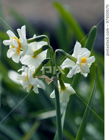 Daffodil (Natural texture photography) Daffodil (Natural texture photography) 97800670