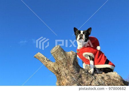 Mighty, my dog Boston Terrier, wearing Santa Claus clothes on a tree in Aigo no Sato, Hatoyama Town, watching birds flying in the blue sky 97800682