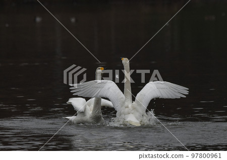 Swan 97800961