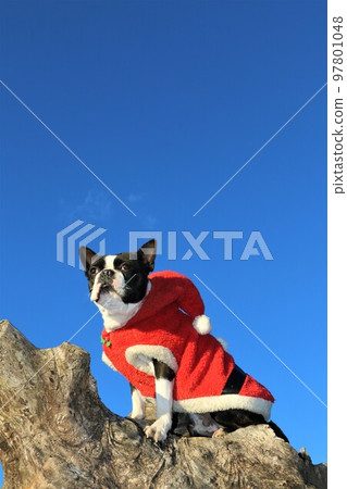 Mighty, my dog, Boston Terrier, wearing Santa Claus clothes on a tree in Aigo no Sato, Hatoyama Town, watching birds flying in the blue sky. 97801048