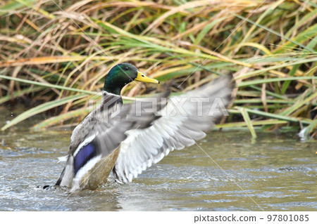 Mallard Mallard 97801085