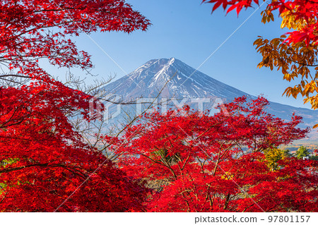 【山梨縣、富士吉田市、新倉山淺間公園】11月的日本秋天，富士山和紅葉 97801157