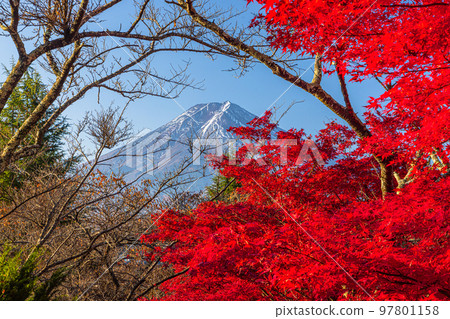[Yamanashi Prefecture, Fujiyoshida City, Arakurayama Sengen Park] Autumn in Japan with Mt. Fuji and autumn leaves in November 97801158