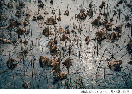 The Rise and Fall [Frozen Lotus Pond] 97801159