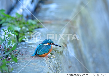 Jewel of the clear stream Kingfisher Jewel of the clear stream Kingfisher 97801426