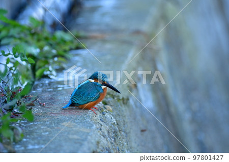 Jewel of the clear stream Kingfisher Jewel of the clear stream Kingfisher 97801427