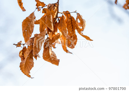 Dead leaves/winter image 97801700