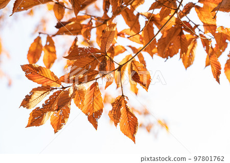 枯葉/冬天圖像 97801762