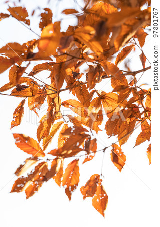 Dead leaves/winter image 97801767