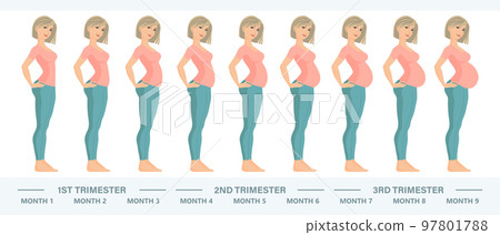 Young pregnant woman set. Fetal growth at different stages of pregnancy, monthly period. Illustration, vector. Young pregnant woman set. Fetal growth at different stages of pregnancy, monthly period. Illustration, vector. 97801788