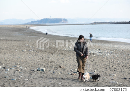 Two long-coated Chihuahuas walking on the sandy beach with Enoshima in the background and their female owners 97802173