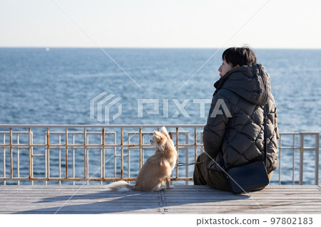 A long-coated Chihuahua of a woman and her pet dog relaxing against the background of the horizon of the winter sea A long-coated Chihuahua of a woman and her pet dog relaxing against the background of the horizon of the winter sea 97802183