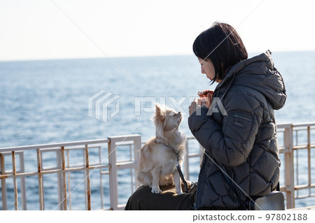 A long-coated Chihuahua sitting on the owner's woman's lap against the background of the winter sea 97802188