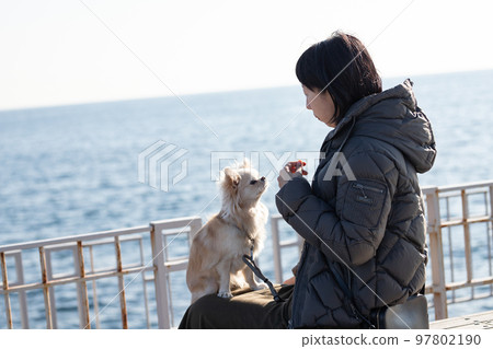 A long-coated Chihuahua sitting on the owner's woman's lap against the background of the winter sea 97802190