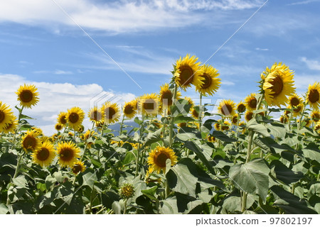 Sunflower field in Zama city 97802197