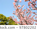 Kawazu cherry blossoms in the blue sky 97802202
