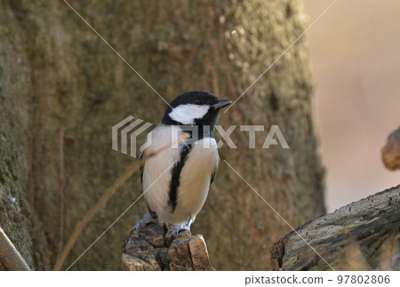Great tit Great tit 97802806