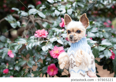 Yorkshire terrier wearing winter camellia and sweater Yorkshire terrier wearing winter camellia and sweater 97803221