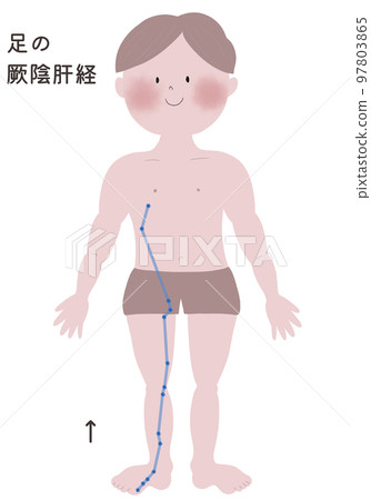 An illustration showing the flow of the foot yin liver meridian in a male body An illustration showing the flow of the foot yin liver meridian in a male body 97803865