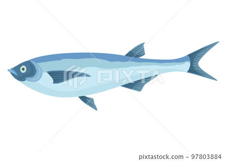 Fish sorts or types. Freshwater fish. Hand-drawn color illustration of inland fish. Commercial fish specie 97803884