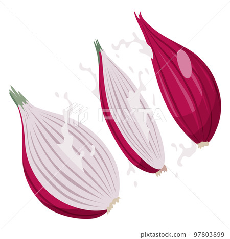 Cartoon sliced onion. Fresh farm market symbols. Vector illustration of organic farm fresh vegetables Cartoon sliced onion. Fresh farm market symbols. Vector illustration of organic farm fresh vegetables 97803899