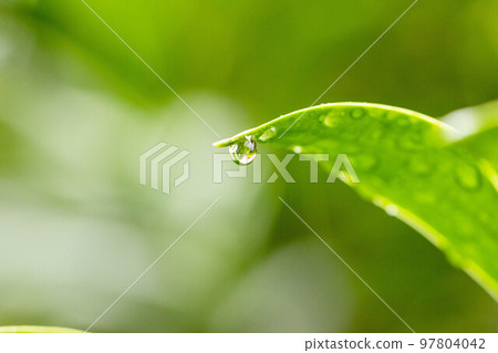 drops after rain 3 97804042