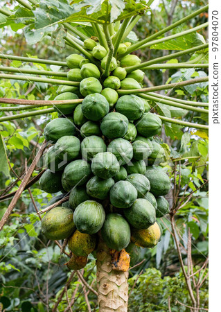 papaya 97804070