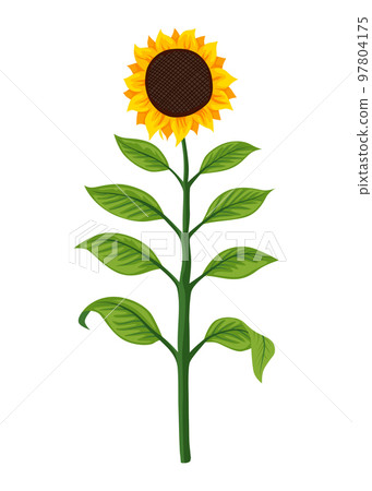 Sunflower growth stage, mature plant. Agriculture plant development. Harvest animation progression phase 97804175
