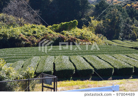 Shizuoka tea plantation 5 97804489