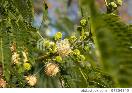 green lush branches of levtsena with flowers and seeds.acacia. wallpaper green lush branches of levtsena with flowers and seeds.acacia. wallpaper 97804549