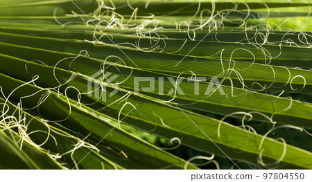 green Background with a large image of a palm leaf.wallpaper on the desktop.  green Background with a large image of a palm leaf.wallpaper on the desktop.  97804550
