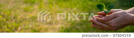 A woman holds a sprout in her hands outdoors. Widescreen. A woman holds a sprout in her hands outdoors. Widescreen. 97804559