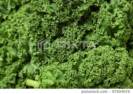 Fresh green kale leaves as background, closeup Fresh green kale leaves as background, closeup 97804659