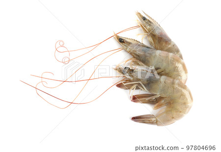 Fresh raw shrimps isolated on white, top view Fresh raw shrimps isolated on white, top view 97804696