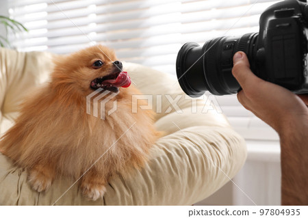 Professional animal photographer taking picture of beautiful Pomeranian spitz dog indoors, closeup 97804935