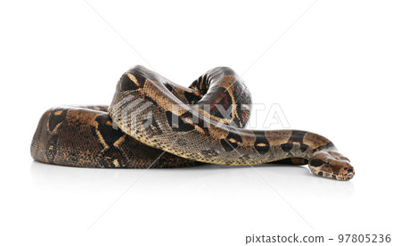 Brown boa constrictor on white background. Exotic snake Brown boa constrictor on white background. Exotic snake 97805236