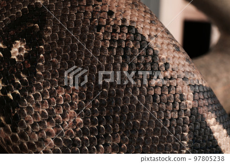 Closeup view of brown boa constrictor. Exotic snake Closeup view of brown boa constrictor. Exotic snake 97805238
