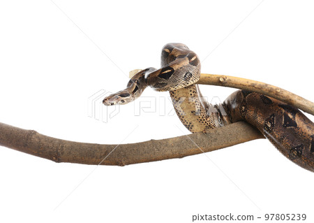 Brown boa constrictor on tree branch against white background Brown boa constrictor on tree branch against white background 97805239