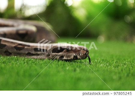 Brown boa constrictor on green grass outdoors Brown boa constrictor on green grass outdoors 97805245