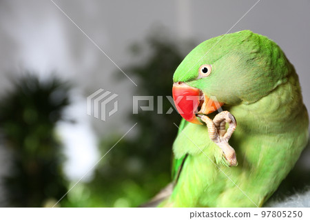 Beautiful Alexandrine Parakeet on blurred background. Space for text 97805250