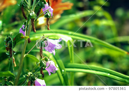 A beautiful purple bell in a green garden. Purple A beautiful purple bell in a green garden. Purple 97805361