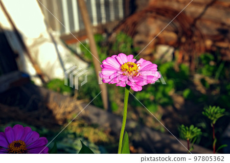 Cynia is elegant in the home garden. Cinnia Cynia is elegant in the home garden. Cinnia 97805362