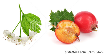 Hawthorn or Crataegus monogyna branch with flowers isolated on a white background Hawthorn or Crataegus monogyna branch with flowers isolated on a white background 97805622