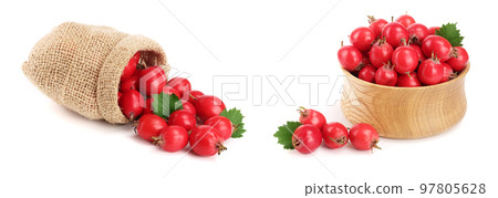 Hawthorn berry with leaf in burlap bag isolated on white background close-up Hawthorn berry with leaf in burlap bag isolated on white background close-up 97805628