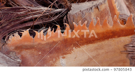 Palm leaf edge close-up macro, sharp jags like saw, palm leaf texture Palm leaf edge close-up macro, sharp jags like saw, palm leaf texture 97805843