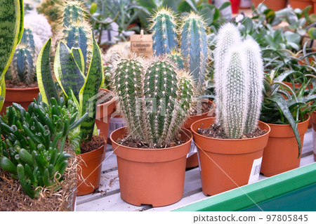 Various green cactus plant with spikes around tree in small pot. Cactus sold in store. Various green cactus plant with spikes around tree in small pot. Cactus sold in store. 97805845