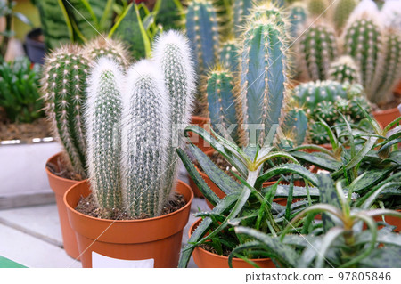 Various green cactus plant with spikes around tree in small pot. Cactus sold tree shop. 97805846