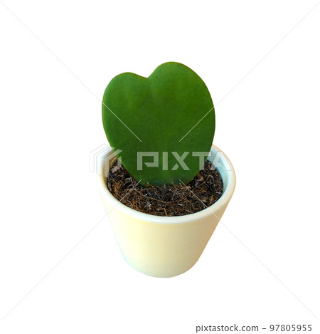 Hoya kerrii Craib in pot  isolated on white background. Green fresh heart-shaped leaf. 97805955